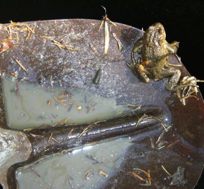 fmoserFroschA03.jpg